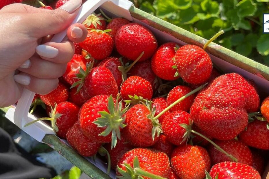 Strawberries