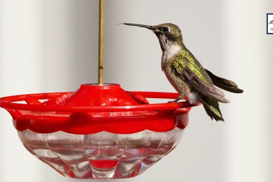 Hummingbird Feeder