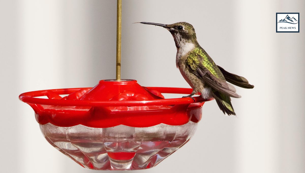 Hummingbird Feeder