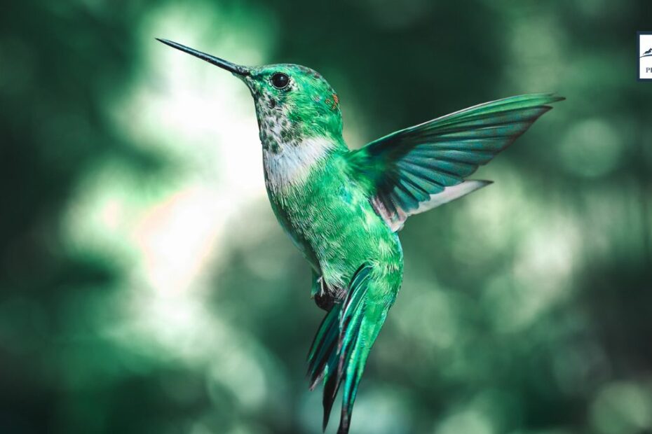 How Hummingbirds Remember Every Flower They Visit