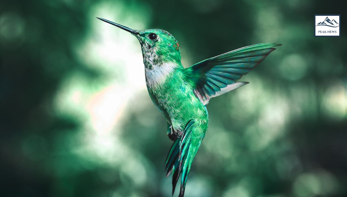 How Hummingbirds Remember Every Flower They Visit